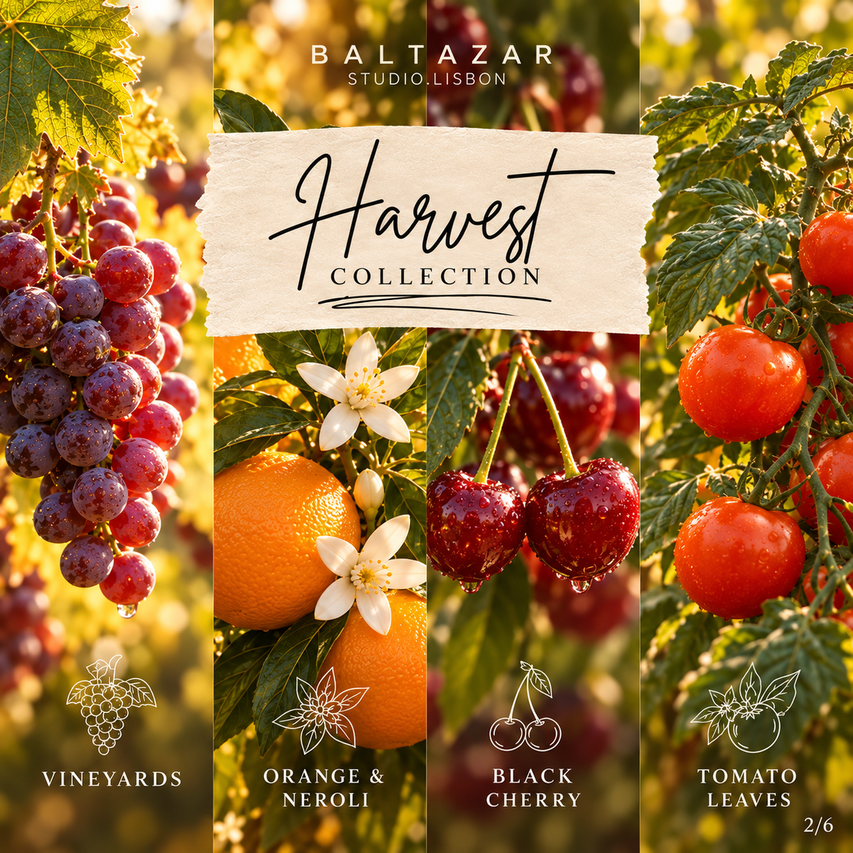 Harvest Signature Duo | Vela + Reed Diffuser